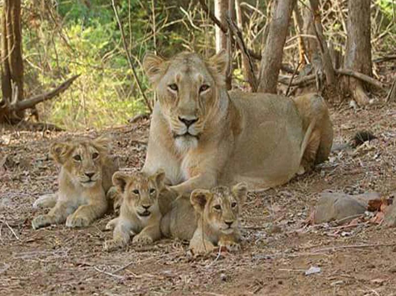 Kanha, Bandhavgarh, Jabalpur Tour Package