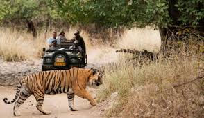 Book Kanha Kisli National Park, Kanha Wildlife Sanctuary Tour Package 2 Night/3 Day