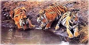 Kanha National Park Tour