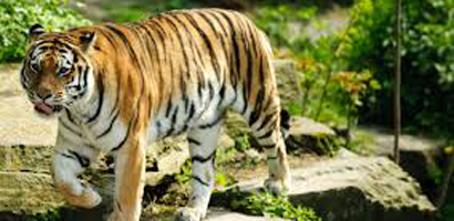 Kanha Tiger Reserve Tour Package from Delhi
