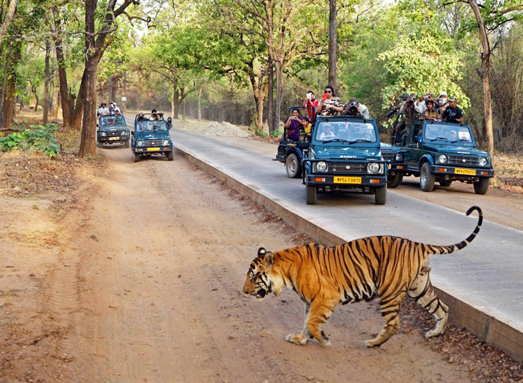 Kolkata to Kanha National Park Tour Package