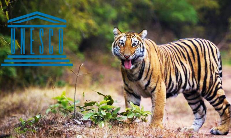 Kanha National Park Family Tour Package from Raipur
