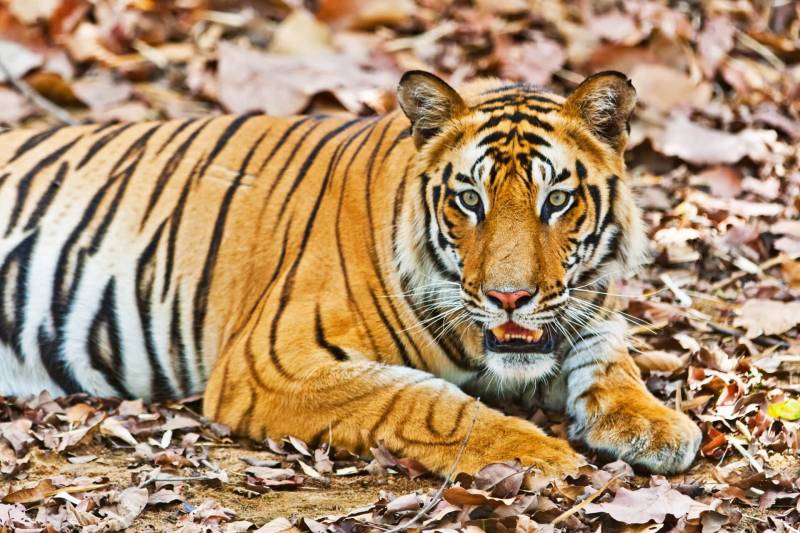 Kanha, Bandhavgarh, Jabalpur Tour Package