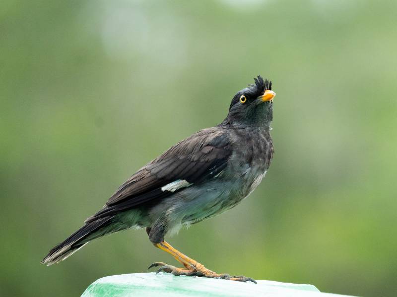 Tadoba Andhari Tiger Reserve  From Nagpur
