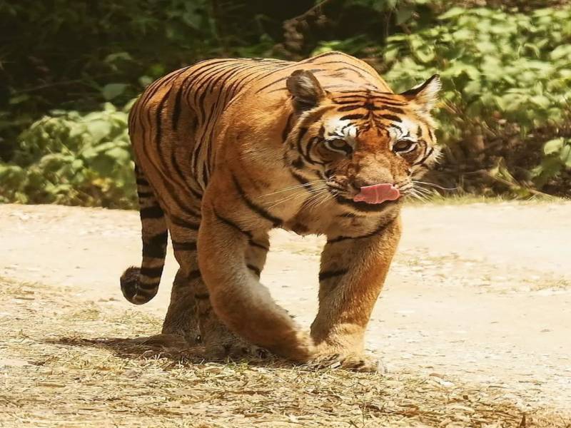 Tadoba Andhari Tiger Reserve  From Nagpur