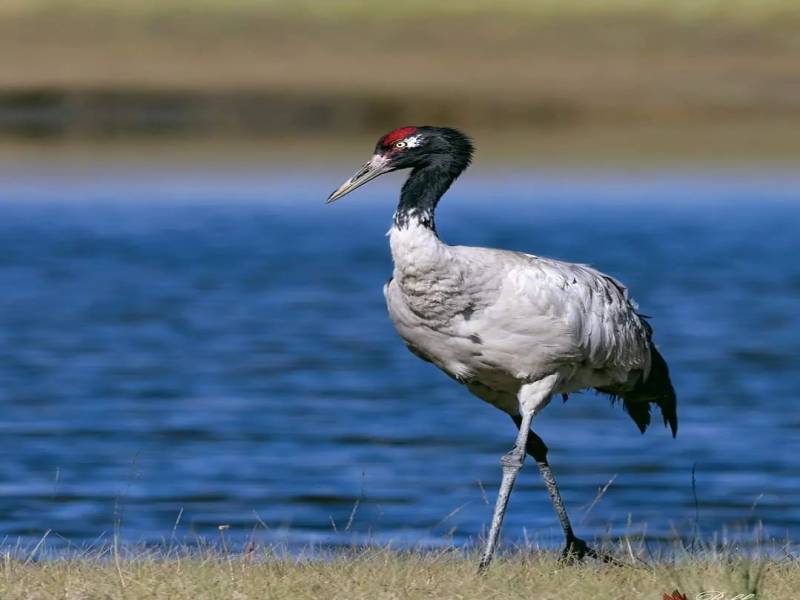 Tadoba Andhari Tiger Reserve  From Nagpur