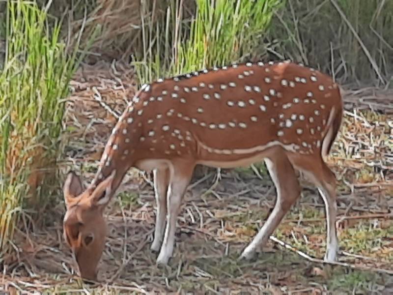 Tadoba Andhari Tiger Reserve  From Nagpur