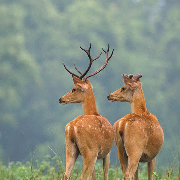 Tadoba Andhari Tiger Reserve  From Nagpur