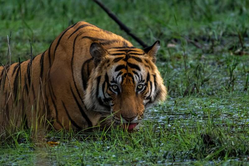 Tadoba Andhari Tiger Reserve  From Nagpur