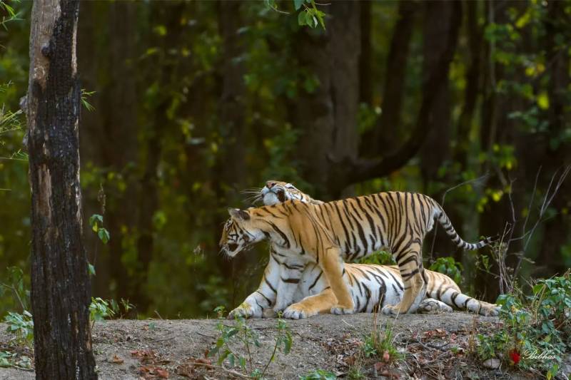 Tadoba Andhari Tiger Reserve  From Nagpur