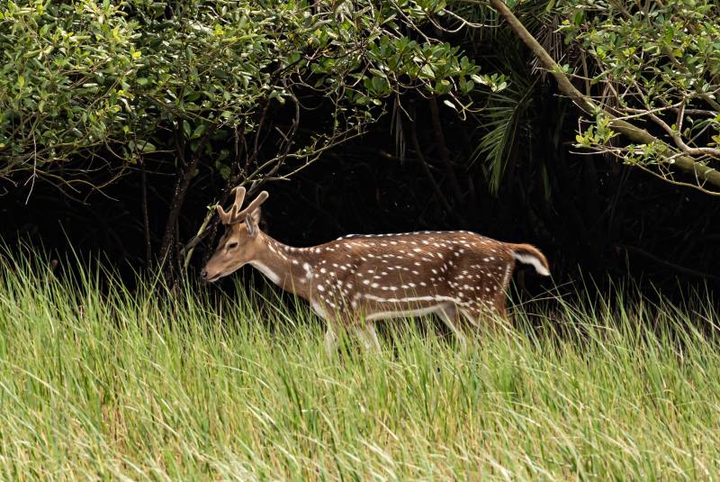Tadoba Andhari Tiger Reserve  From Nagpur