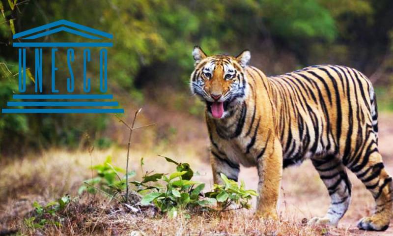 Bandhavgarh Kanha tour Package from Mumbai