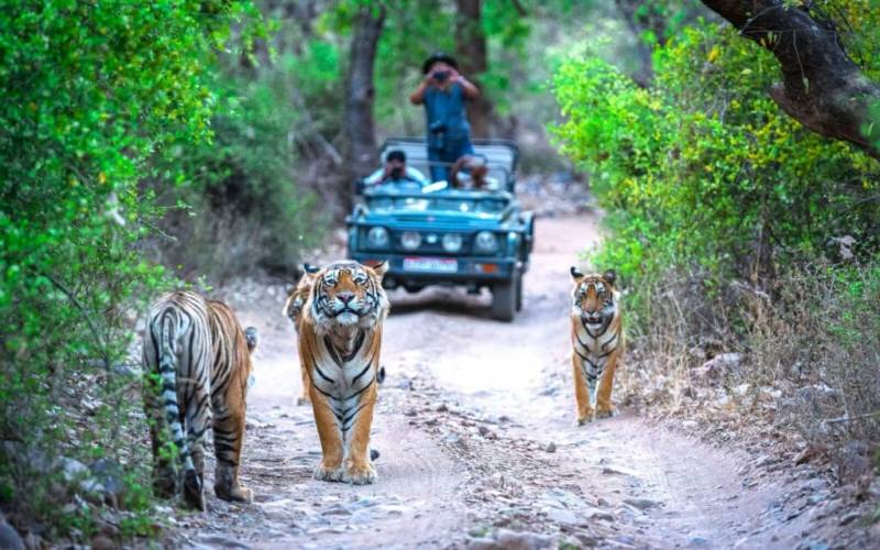 Bandhavgarh Kanha tour Package from Mumbai
