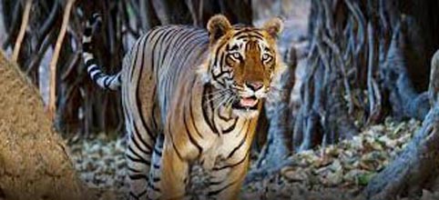 Wildlife & Heritage Of Madhya Pradesh Tour