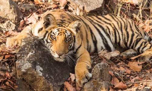 Jaipur - Ranthambore - Bundi - Udaipur Tour