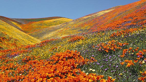 Valley Of Flowers Tour