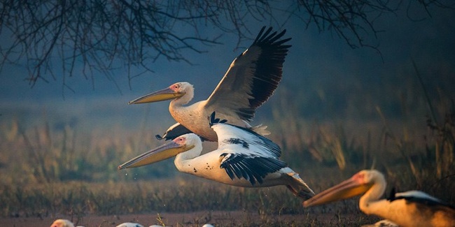 Bharatpur Tour Image