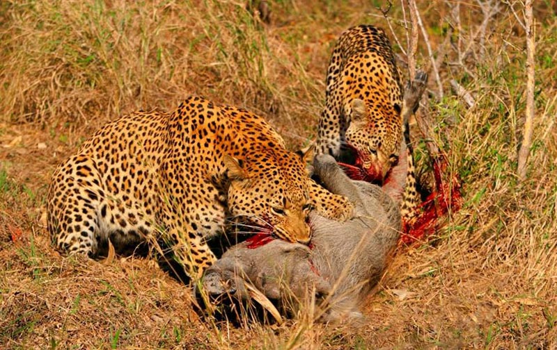 Budget Tanzania Lodge Safari Tour