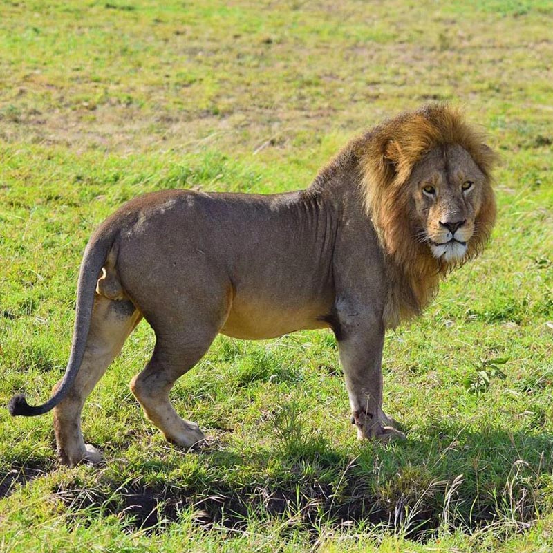 Serengeti to Ngorongoro conservation Area Tour