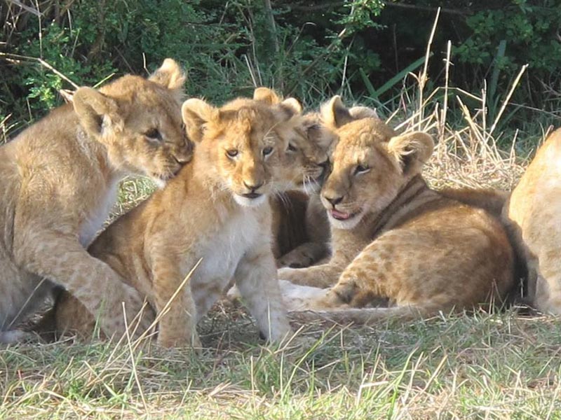 Serengeti to Ngorongoro conservation Area Tour