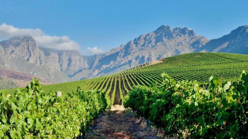 Full Day Cape Winelands Trike Tour