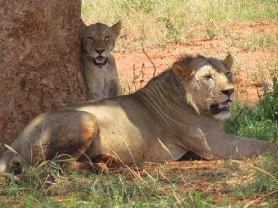 Best Of Kenya Wildlife Safari Tour