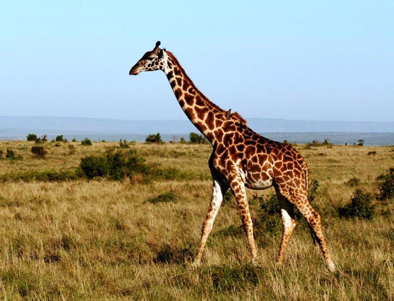 Magical Tanzania Safari Tour