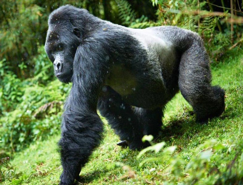 Uganda Gorilla Trecking Package