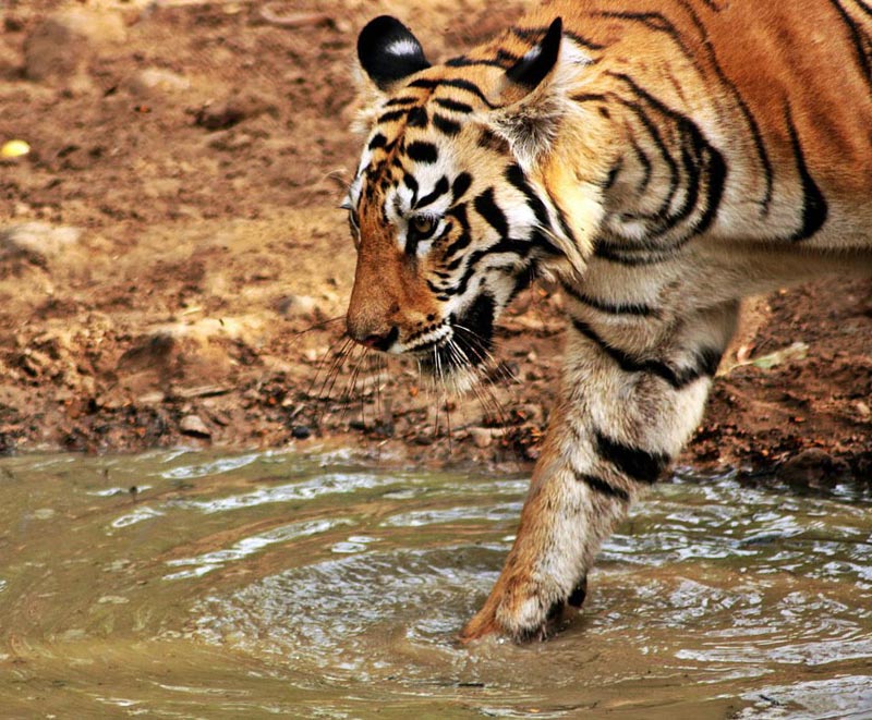 Tadoba Jungle Safari Tour