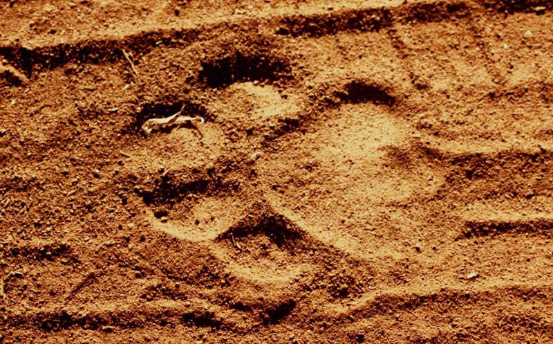 Tadoba Jungle Safari Tour