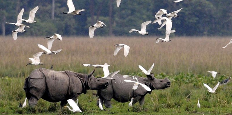 Amazing North East Guwahati / Shillong / Cherrapunjee / Kaziranga Tour Package 7 Nights / 8 Days