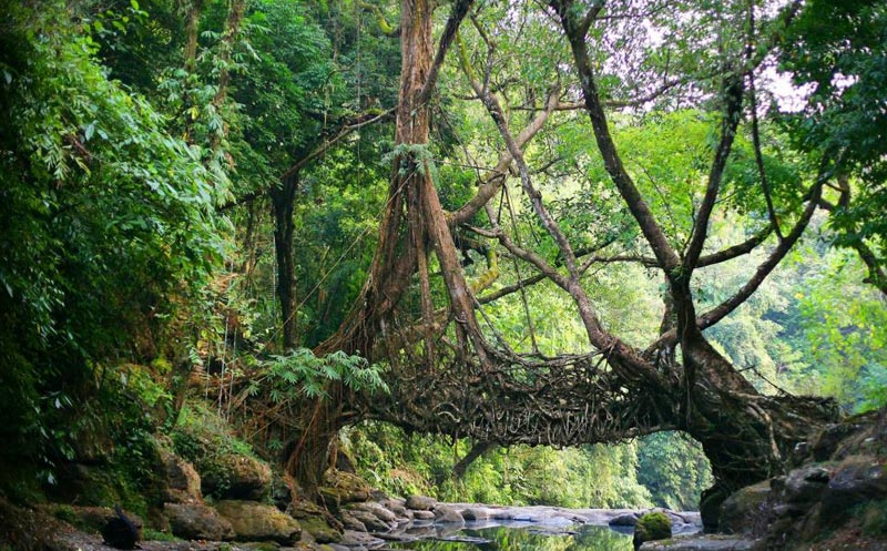 Amazing North East Guwahati / Shillong / Cherrapunjee / Kaziranga Tour Package 7 Nights / 8 Days