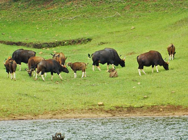 Periyar Tour With Treehouse