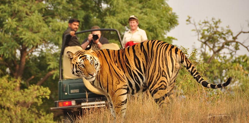 Corbett Nainital Tour