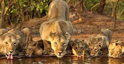 Wildlife Safari In Gujarat