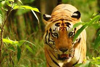 Jabalpur To Pench Tour Package