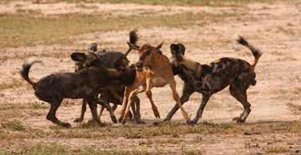 5 Days Selous Game Reserve-Mikumi National Park