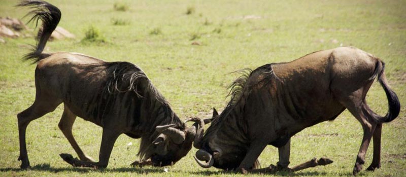 5 Days Selous Game Reserve-Mikumi National Park