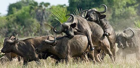 7-Day Selous/Mikumi/Ruaha Tour