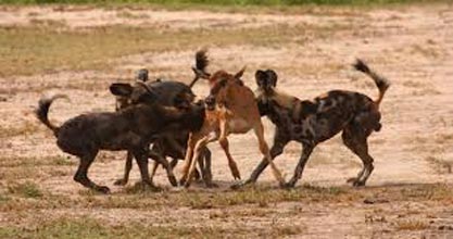 7-Day Selous/Mikumi/Ruaha Tour