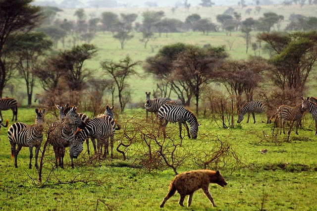 Selous/Mikumi/Udzungwa 5Days/4Nights Tour