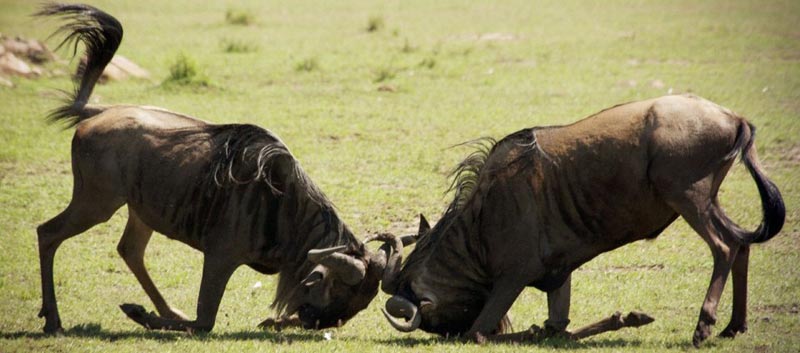 5-Day 4Nights- Lake Manyara-Serengeti-Ngorongoro