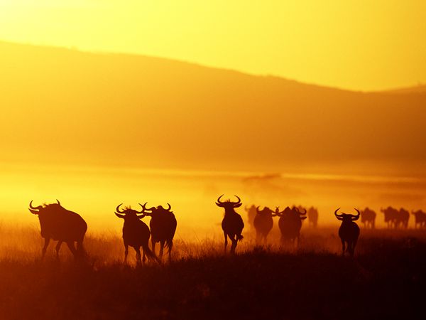 Tarangire, Serengeti, Ngorongoro, Lake Manyara Tour
