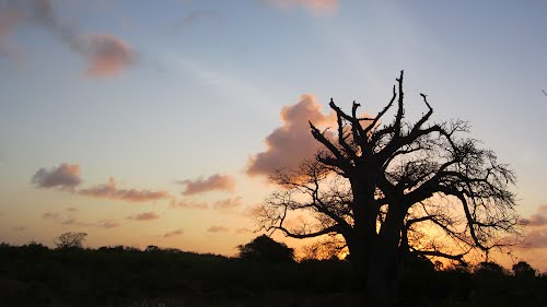 Tarangire, Serengeti, Ngorongoro, Lake Manyara Tour