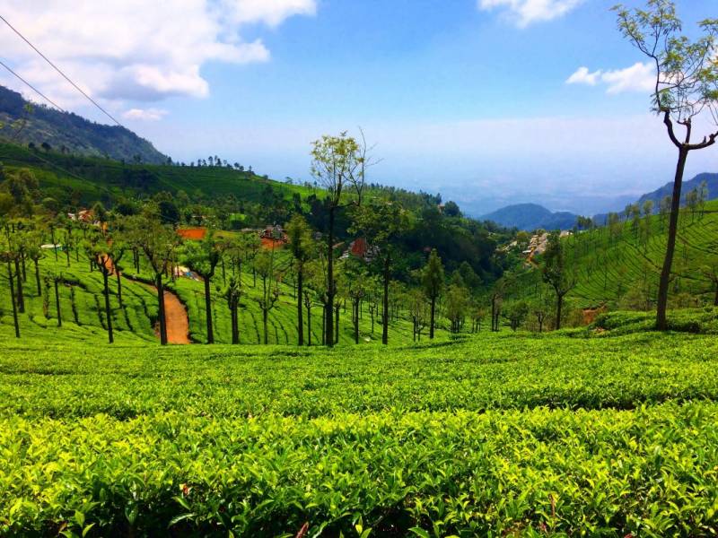 Bangalore Mysore Ooty Wayanad Tour Package 7 Days