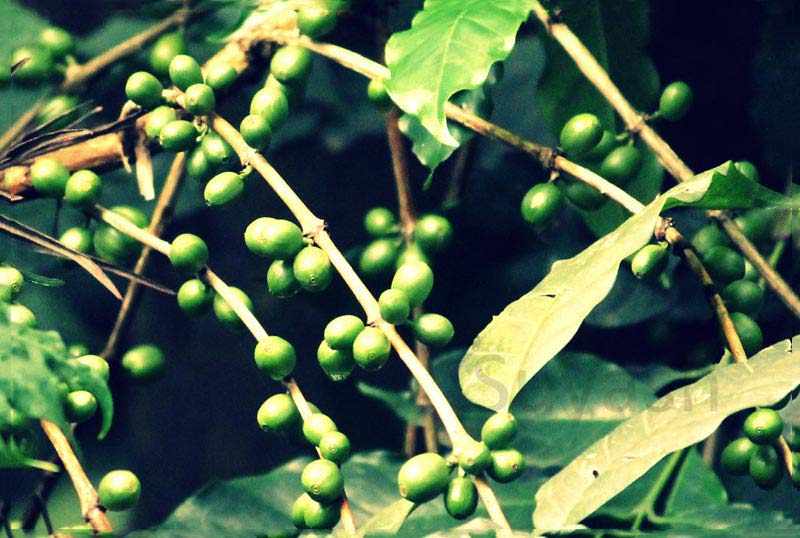 Vizag Araku Valley Tour Package