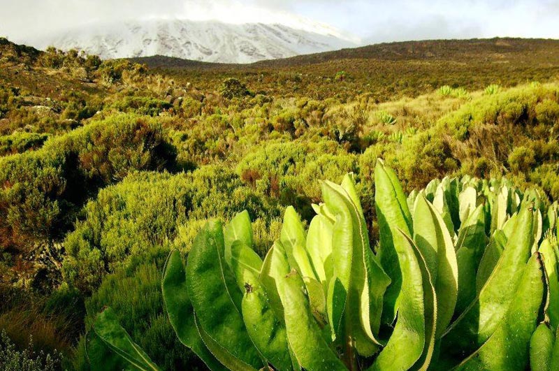 8 Days Machame Route Tour