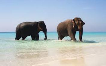 Havelock Beaches Tour Image