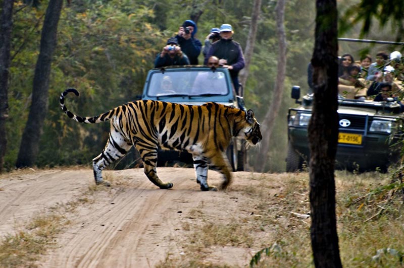 Short Escape To Bandhavgarh Tour