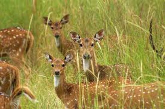 Bandhavgarh  Tour Image